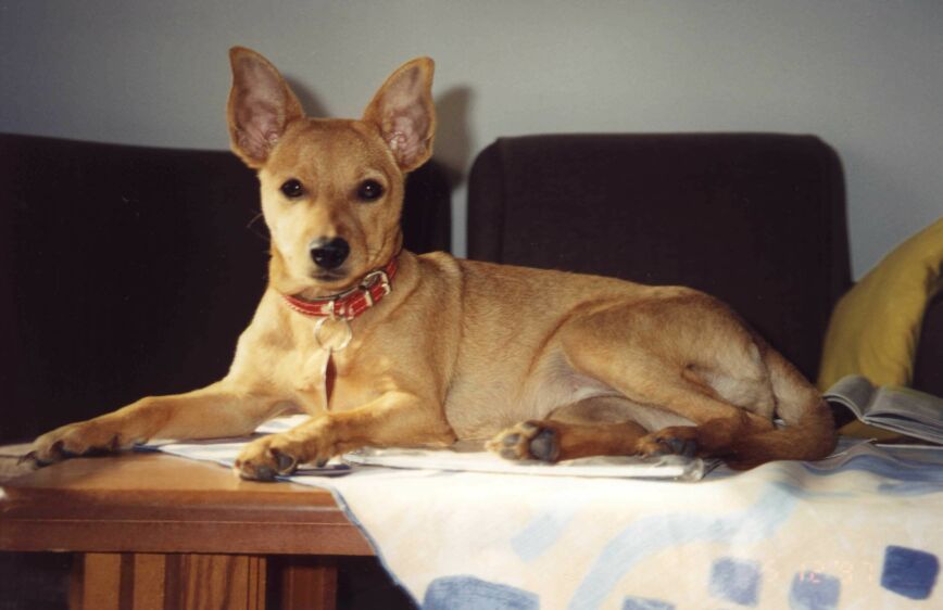 Boni the SETI Dog